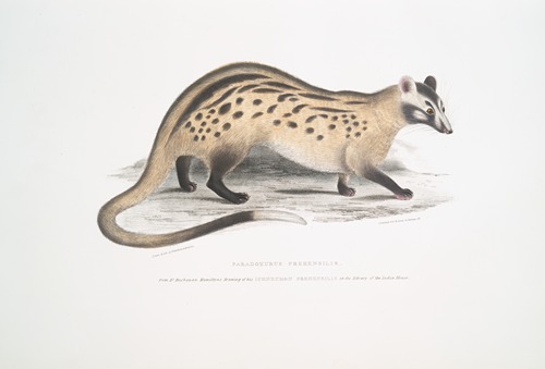 Prehensile Paradoxurus, Paradoxurus prehensilis
