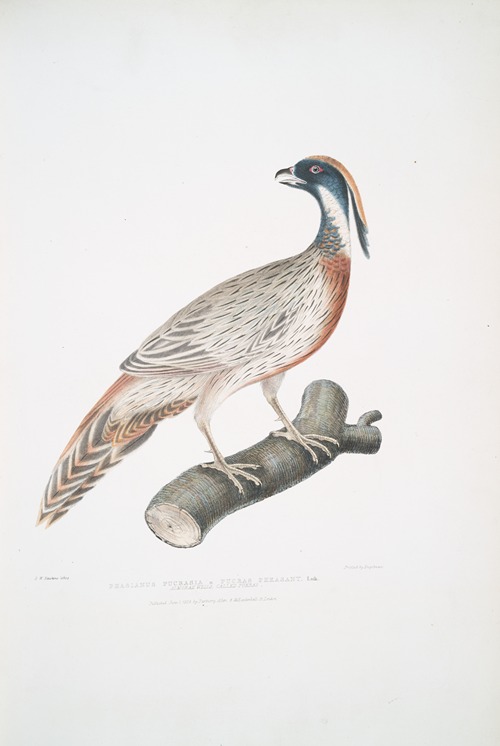 Pucras Pheasant, Phasianus Pucrasia.