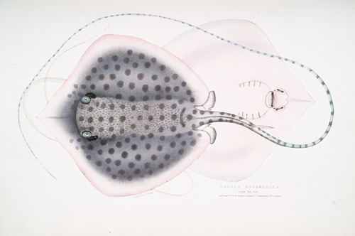 Russell’s Sting Ray, Trygon Russellii.