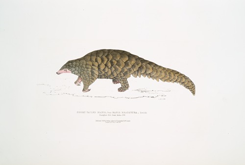 Short tailed Manis, Manis brachyura.