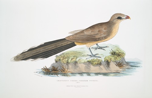 Sirkeer Cuckoo, Centropus Sirkee.