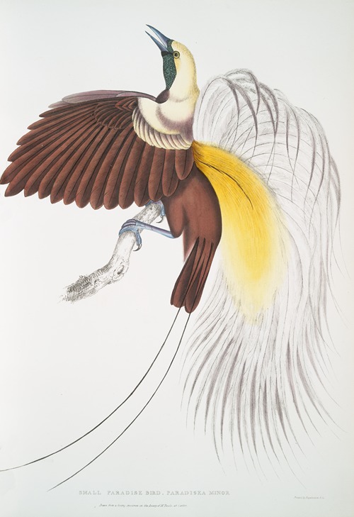 Small Paradise Bird, Paradisea minor.