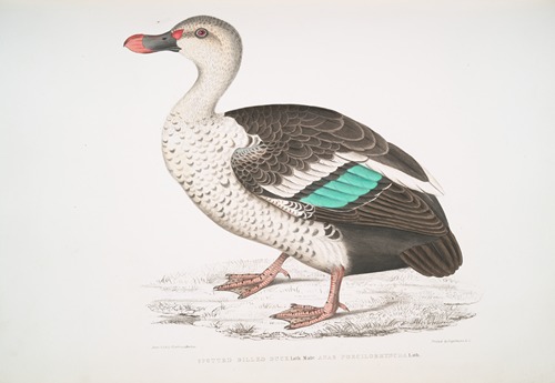 Spotted Billed Duck, Anas poecillorhyncha.