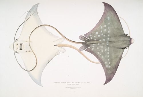 Spotted Eagle [Sting] Ray, Myliobatis maculatus. Penang, called Jungli.