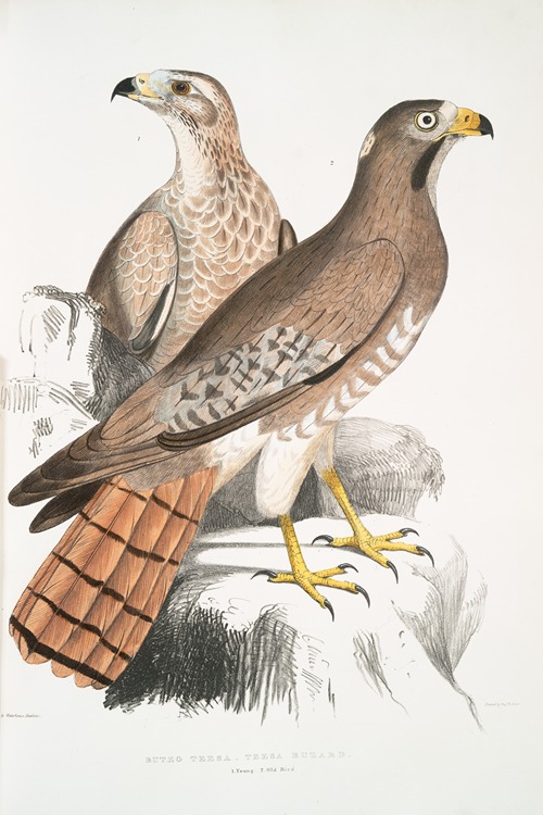 Teesa Buzard [Buzzard], Buteo Teesa. 1. Young, 2. Old Bird.