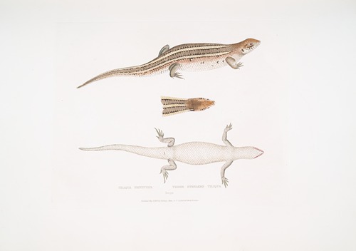 Three Streaked Tiliqua, Tiliqua trivittata.