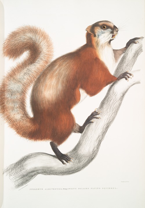 White bellied Flying Squirrel, Pteromys albiventer.