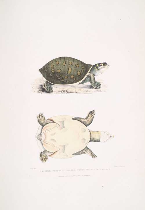 Young Valvular Trionyx, Trionyx punctata junior.