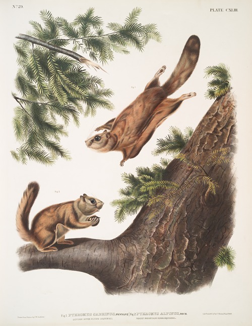 1. Pteromys sabrinus, Severn River Flying Squirrel; 2. Pteromys alpinus, Rocky Mountain Squirrel.