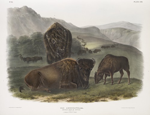 Bos Americanus, American Bison. 1. Female, 2. Young, 3. Male.
