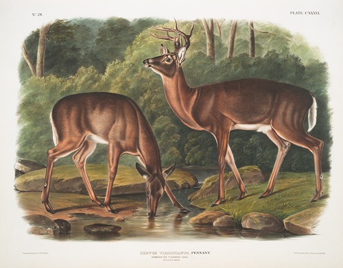 Cervus Virginianus, Common or Virginian Deer. Old male & female.