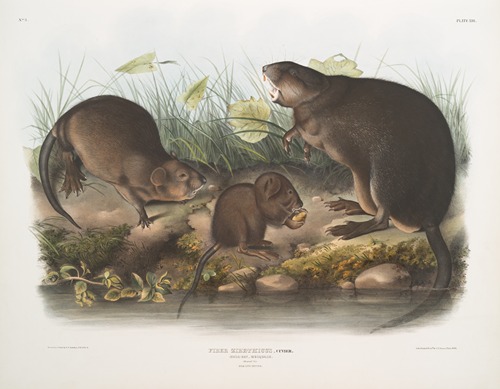 Fiber Zibethicus, Musk-Rat, Musquash. Natural size. Old and young.