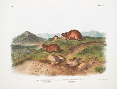 Fig. 1. Georychus helvolus, Tawny Lemming. Natural size ; Fig. 2. Georychus trimucronatus, Back’s Lemming. Natural size.