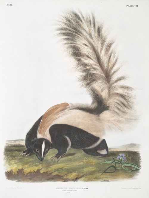 Mephitis macroura, Large-tailed Skunk. Male. Natural size.