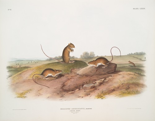 Meriones Americanus, Jumping Mouse. (Male & female. Natural size.)