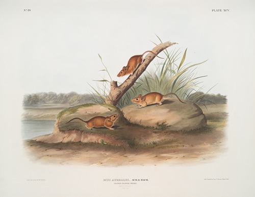 Mus aureolus, Orange colored Mouse. (Male & female. Natural size.)