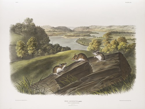 Mus leucopus, White-footed Mouse. Natural size. Male, female and young.