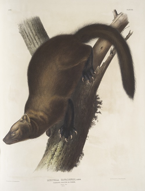 Mustela Canadensis, Pennant’s Marten, or Fisher. Natural size. Male.