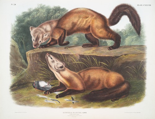 Mustela martes, Pine Marten. Male & female. Winter pelage. Natural size.
