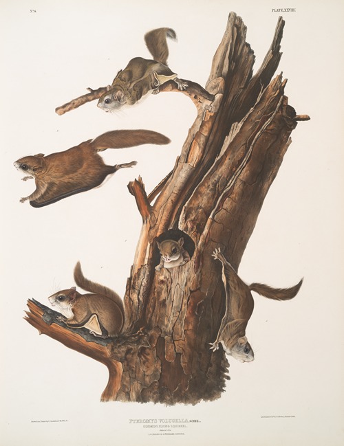 Pteromys volucella, Common Flying Squirrel. Natural size. 1. 2. Males, 3. 4. Females, 5. Young.