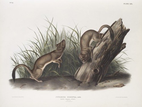 Puttorius ermninea, White Weasel, Stoat. Natural size. 1. Male, 2. Female.