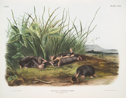 Scalops Townsendii, Townsend’s Shrew Mole. Males. Natural size.