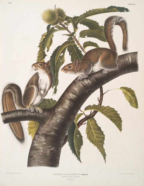 Sciurus Carolinensis, Carolina Grey Squirrel. Natural size. Male & Female.