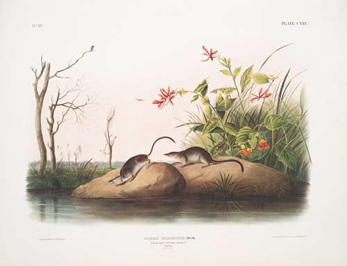 Sorex palustris, American Marsh Shrew. Males. Natural size.