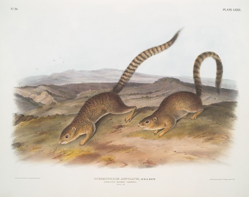 Spermophilus annulatus, Annulated Marmot Squirrel. (Natural size.)