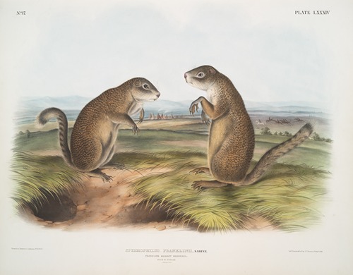 Spermophilus Franklinii, Franklin’s Marmot Squirrel. (Male & female. Natural size.)