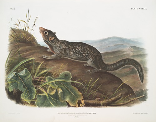 Spermophilus macrourus, Large-tailed Spermophile. Male. Natural size.