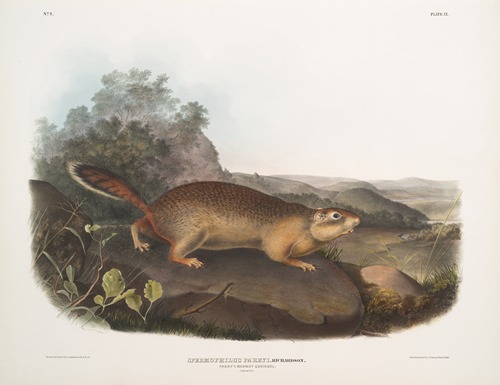 Spermophilus Parryi, Parry’s Marmot Squirrel. Natural size.