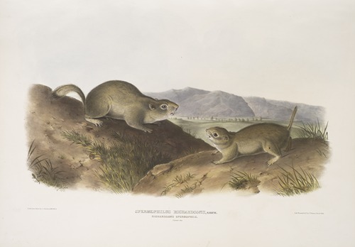 Spermophilus Richardsonii, Richardson’s Spermophile. Natural size.