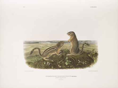 Spermophilus tridecemlineatus, Leopard Spermophile. Natural size. Male and female.