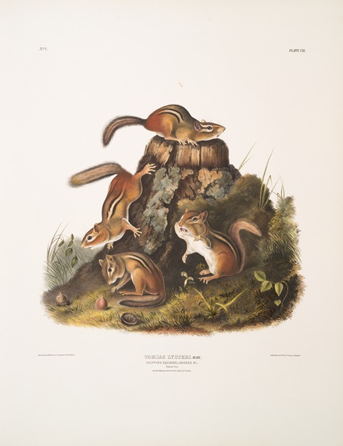 Tamias Lysterii, Chipping Squirrel, Hackee, &c. Natural size. Male, female and young, first Autumn.