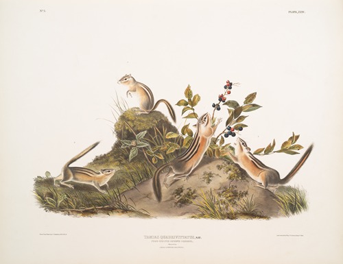 Tamias quadrivitatus, Four-striped Ground Squirrel. Natural size. 1. Male, 2. Female, 3 & 4. Young.
