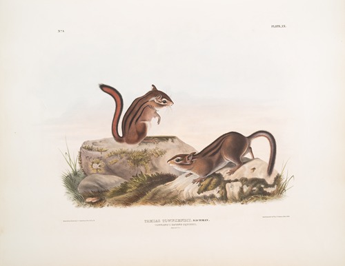 Tamias Townsendii, Townsend’s Ground Squirrel. Natural size.