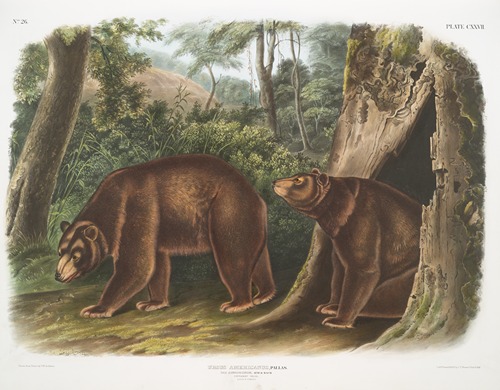 Ursus Americanus, var. Cinnamonum, Cinnamon Bear. Male & female.