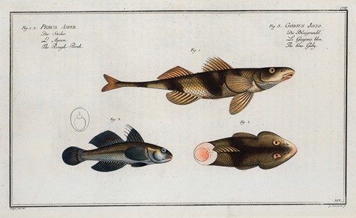 1. 2. Perca Asper, The Rough Perch; 3. Gobius Jozo, The blue Goby.