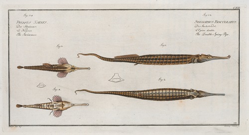 1. 2. Syngnathus Biaculeatus, The Double-Spiny Pipe; 3. Pegasus Natans, The Swimmer.