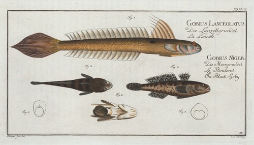 1. 4. Gobius Lanceolatus, The Lancet-Goby; 2. 3. Gobius Niger, The Black Goby.