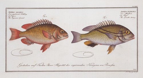 1. Anthias bilineatus, The Double string; 2. Anthias japonicus, The Japanese Grunt.