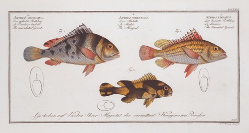 1. Anthias lineatus, The lineated Grunt; 2. Anthias orientalis, The Mongrel; 3. Anthias maculatus, The maculated Grunt.
