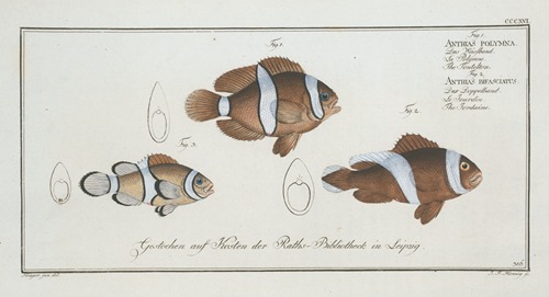 1. Anthias polymna, The Tontelton; 2. Anthias bifasciatus, The Jordaine.