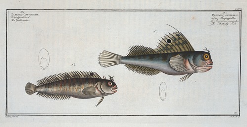 1. Blennius ocellaris, The Butterfly-fish; 2. Blennius Gattorugine.
