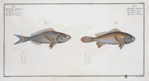 1. Bodianus stellifer, The starry Bodian; 2. Bodianus Argenteus, The Silver Bodian.