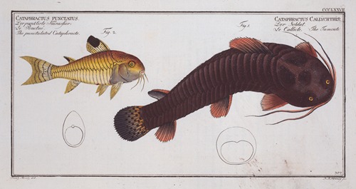 1. Cataphractus Callychthis, The Tamoate; 2. Cataphractus punctatus, The punctulated Cataphracte.