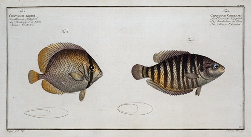 1. Chaetodon Chinensis, The Chinese Chetodon; 2. Chaetodon Kleinii, Klein’s Chetodon.