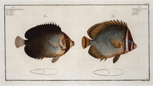 1. Chaetodon Collare, The Collar; 2. Chaetodon mesoleucus, The Mulatto.