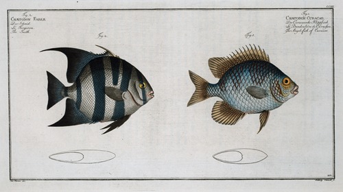1. Chaetodon Curacao, The Angel -fish of Curacoo; 2. Chaetodon Faber, The Smith.